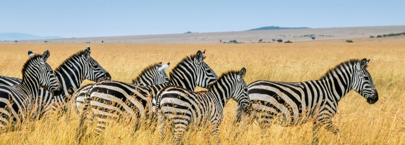Don’t be a zebra in business